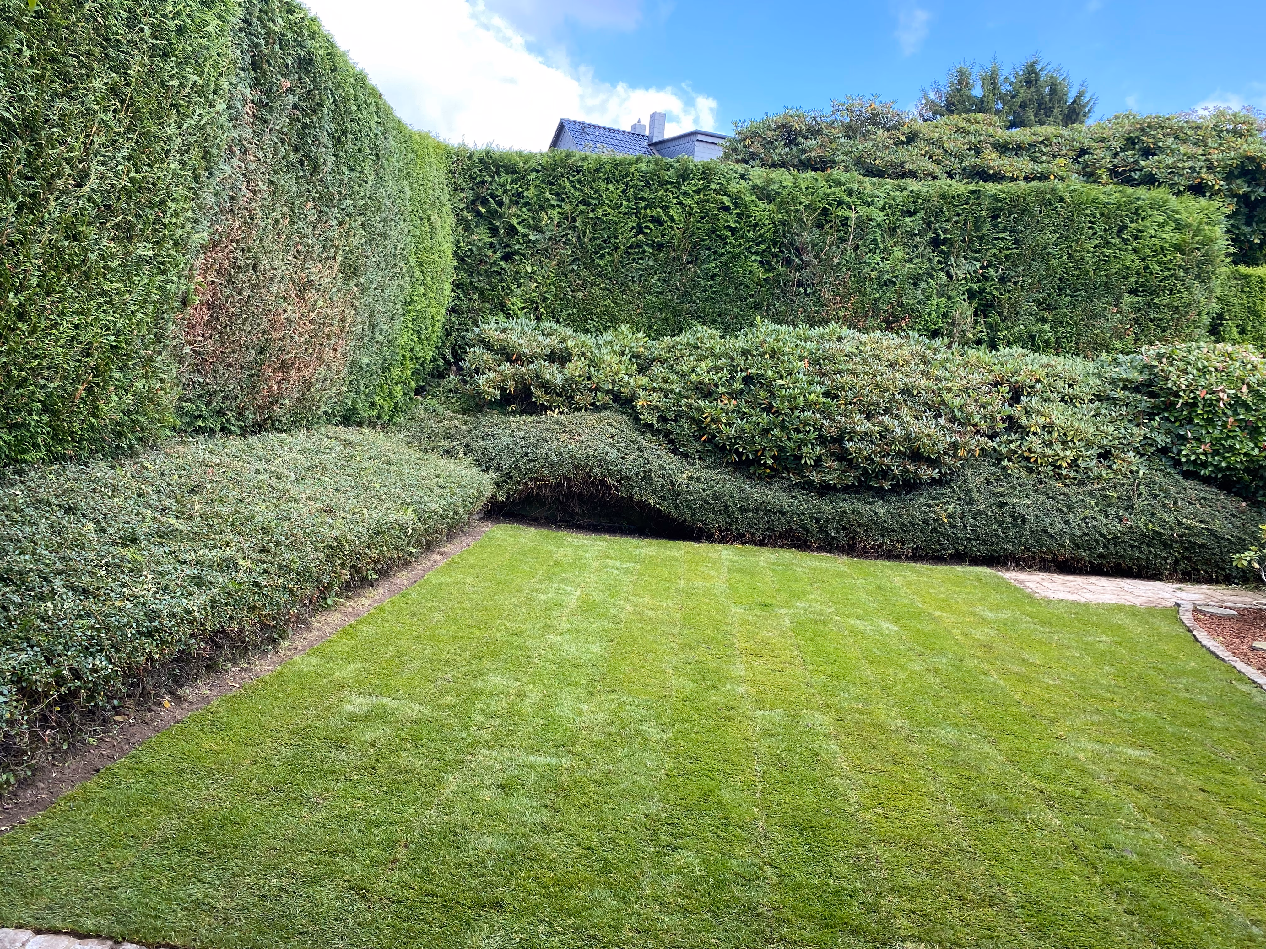 Professioneller Heckenschnitt für gepflegte Gartenhecken